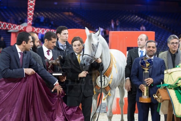 HARIRY AL SHAQAB ( MARWAN AL SHAQAB x WHITE SILKK) – Al Shaqab – QA