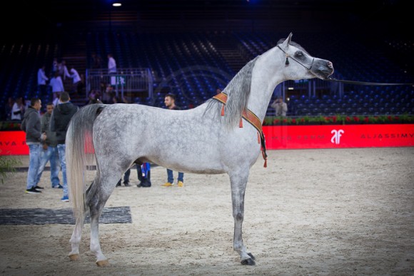 E.S. HARIR (AJ DINAR x TF MAGNUMS MAGIC) – AL SAQRAN ARABIANS – KW