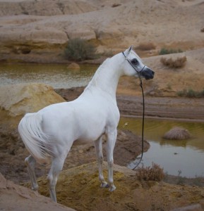 البطل الذهبي للفحول: مطير البيداء