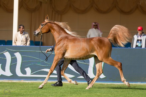 بطولة مركز الملك عبدالعزيز ديراب