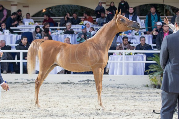 22بطولة المربين مصر -