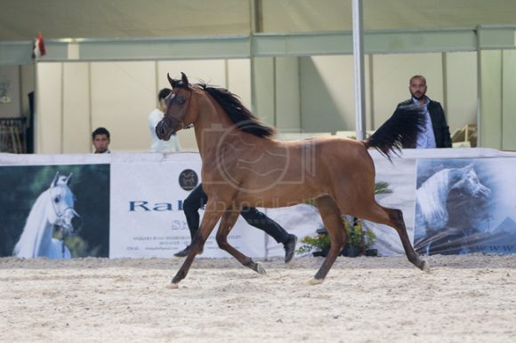 23بطولة المربين مصر -