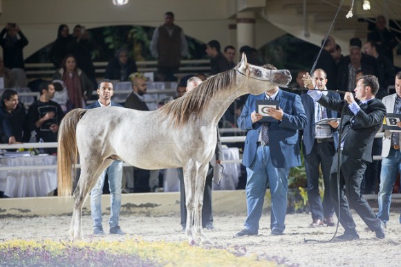 29بطولة المربين مصر -