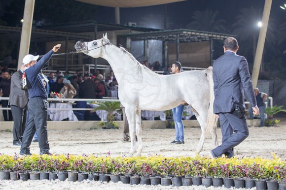 43بطولة المربين مصر -