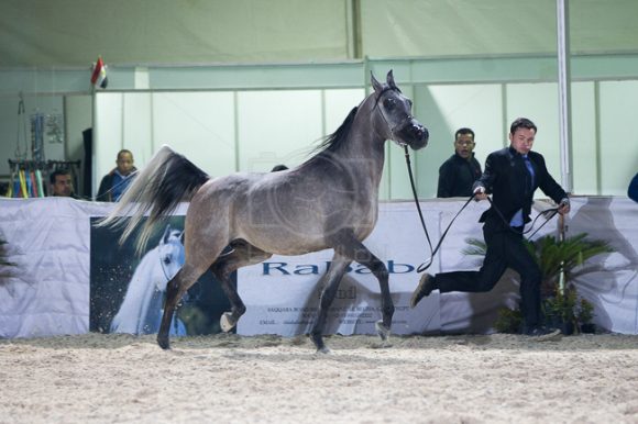 45بطولة المربين مصر -