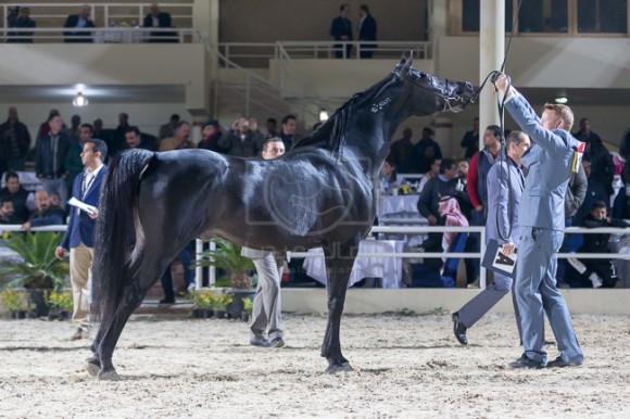 البطل البرونزي للفحول