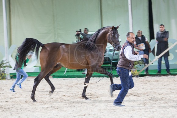 البطل الذهبي