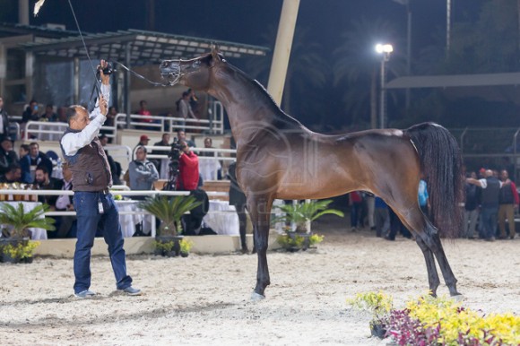 البطل الذهبي للفحول