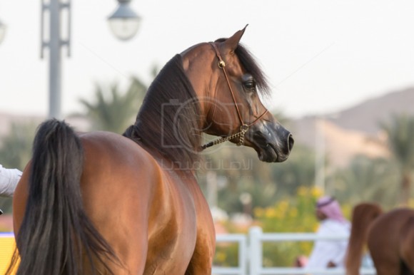 بطولة مركز الملك عبدالعزيز 001A8681