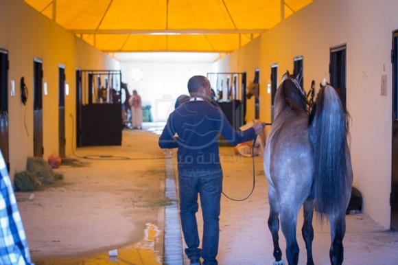 جانب من مرافق واسطبلات الخيل المشاركه