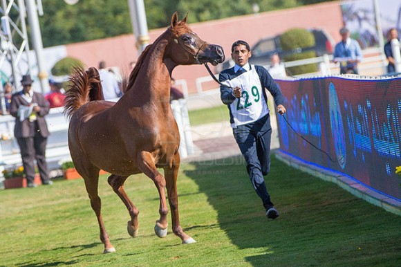 بطولة مركز الملك عبدالعزيز ١