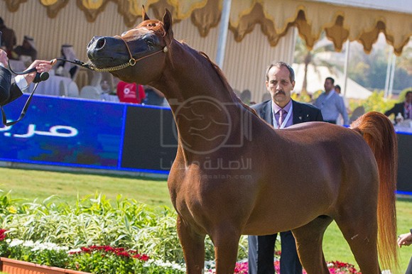 بطولة مركز الملك عبدالعزيز ١٠