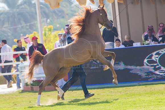 بطولة مركز الملك عبدالعزيز ١١