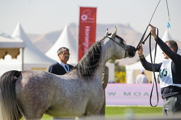 بطولة مركز الملك عبدالعزيز ١٢