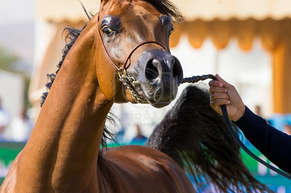 بطولة مركز الملك عبدالعزيز ١٣