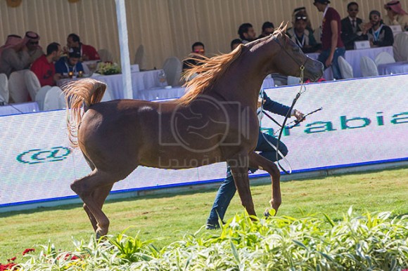 بطولة مركز الملك عبدالعزيز ١٤