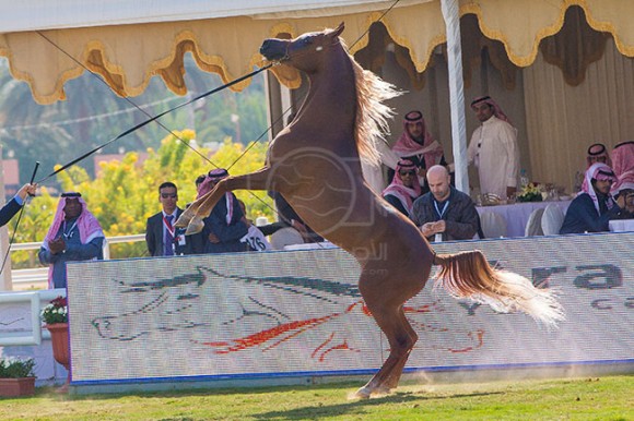 بطولة مركز الملك عبدالعزيز ١٥