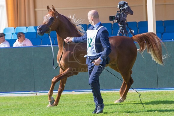 بطولة مركز الملك عبدالعزيز ١٦