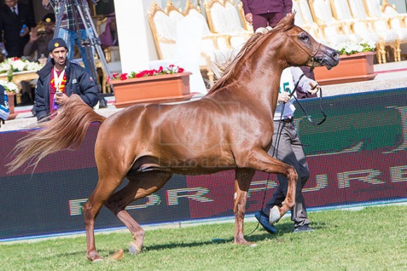 بطولة مركز الملك عبدالعزيز ١٧