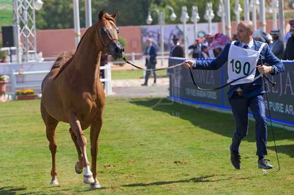 بطولة مركز الملك عبدالعزيز ١٨