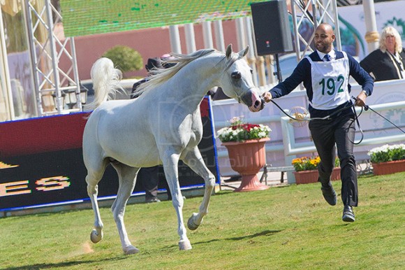 بطولة مركز الملك عبدالعزيز ١٩