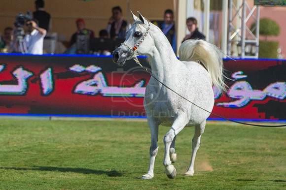 بطولة مركز الملك عبدالعزيز ٢