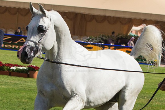 بطولة مركز الملك عبدالعزيز ٢٠