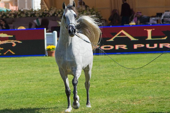 بطولة مركز الملك عبدالعزيز ٢٢