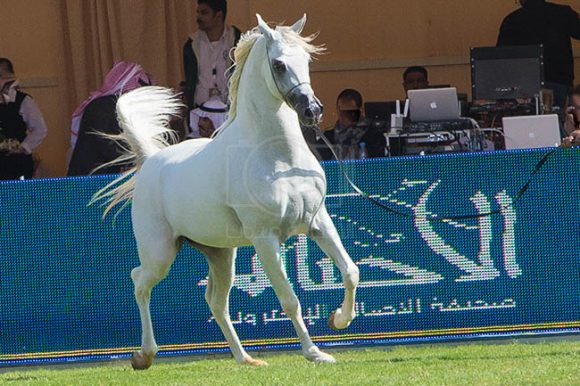 بطولة مركز الملك عبدالعزيز ٢٤