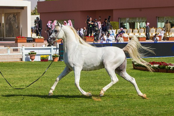 بطولة مركز الملك عبدالعزيز ٢٥