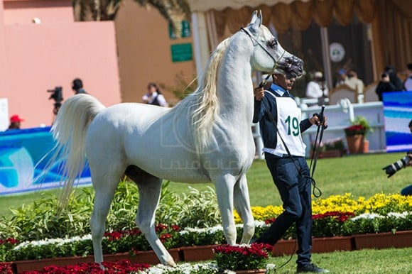 بطولة مركز الملك عبدالعزيز ٢٦