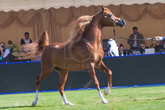 بطولة مركز الملك عبدالعزيز ٢٧