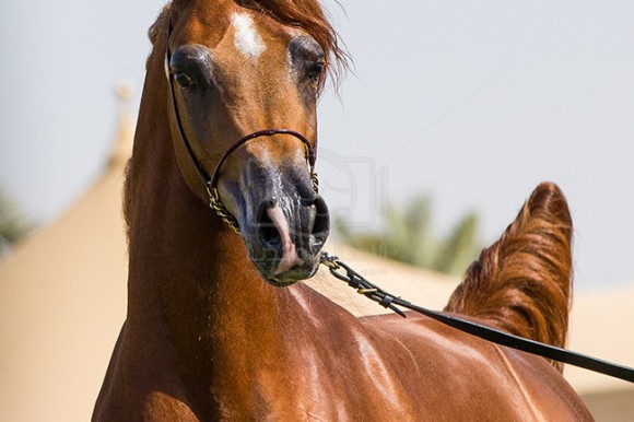 بطولة مركز الملك عبدالعزيز ٢٨