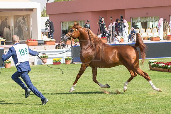 بطولة مركز الملك عبدالعزيز ٢٩