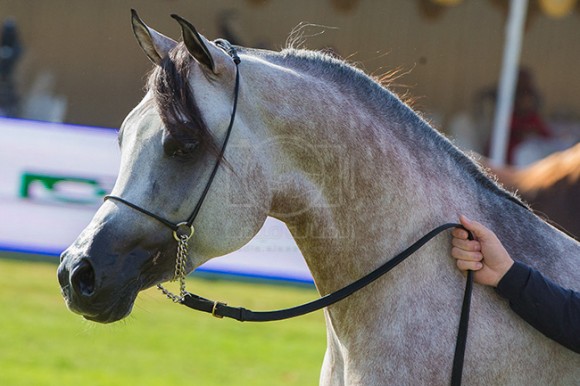 بطولة مركز الملك عبدالعزيز ٣