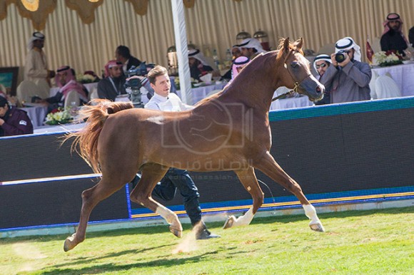 بطولة مركز الملك عبدالعزيز ٣١