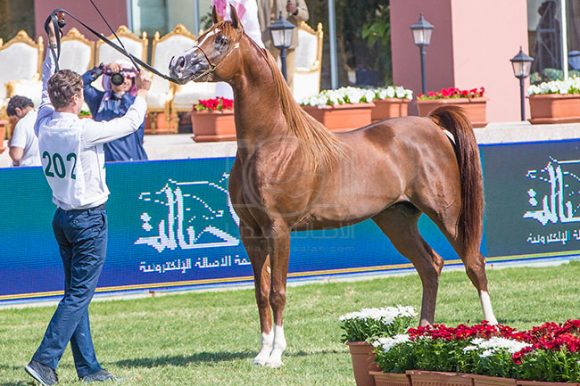 بطولة مركز الملك عبدالعزيز ٣٢