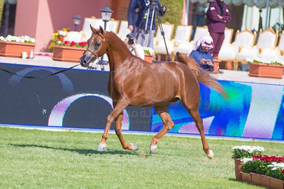 بطولة مركز الملك عبدالعزيز ٣٣