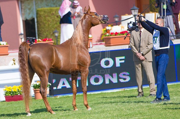 بطولة مركز الملك عبدالعزيز ٣٤