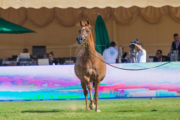 بطولة مركز الملك عبدالعزيز ٣٥