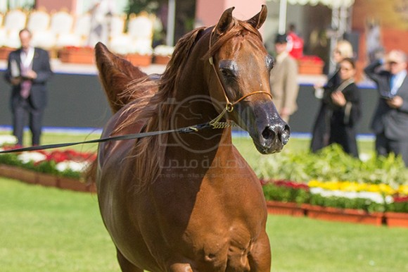 بطولة مركز الملك عبدالعزيز ٣٦