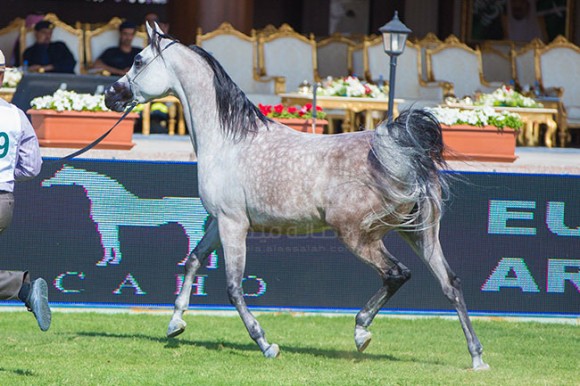 بطولة مركز الملك عبدالعزيز ٣٧