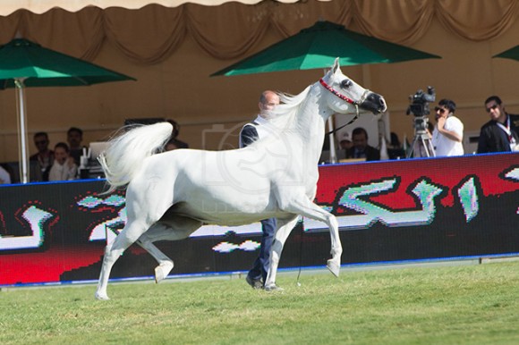 بطولة مركز الملك عبدالعزيز ٣٩