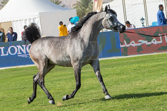 بطولة مركز الملك عبدالعزيز ٤