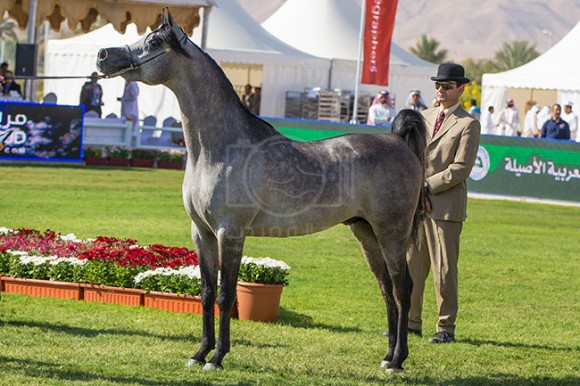 بطولة مركز الملك عبدالعزيز ٥