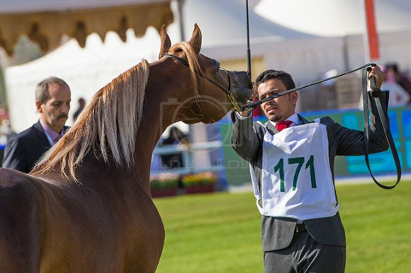 بطولة مركز الملك عبدالعزيز ٧
