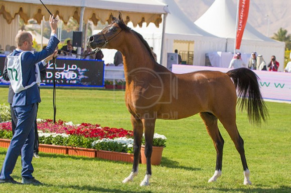 بطولة مركز الملك عبدالعزيز ٨