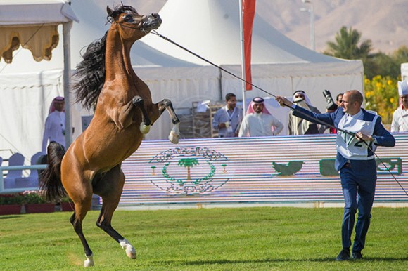 بطولة مركز الملك عبدالعزيز ٩
