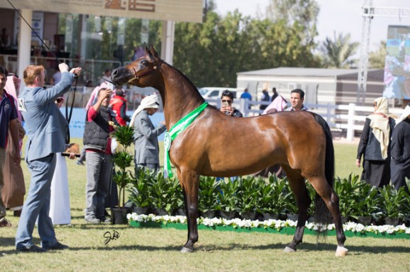 مهرجان الأمير سلطان العالمي الخالدية ٢٠١٦