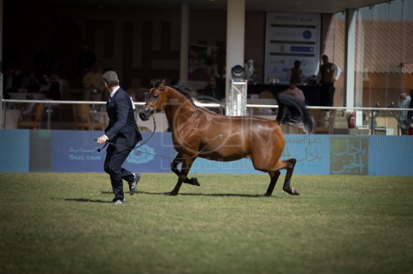 مهرجان الأمير سلطان العالمي الخالدية ٢٠١٦